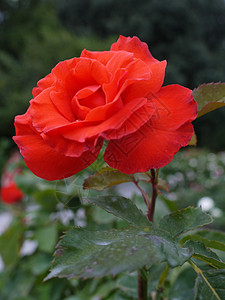 大片玫瑰盛开花的高清图片