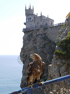 坐在铁栏杆上的老鹰向海看 在悬崖边缘有一个小城堡位于后方 (笑声)图片