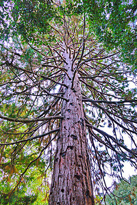 一棵长高的树 连树干都剪短 公园里有许多扭曲的树枝图片