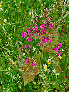 小粉红白野花 绿草背景下有叶子的小粉红白野花图片
