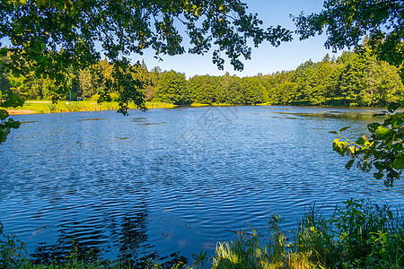 在夏日阳光下 长高的绿叶树背景之下 一个大蓝阔湖图片