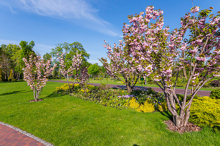 喜欢公园里的草地 有美丽的花朵粉红樱桃图片