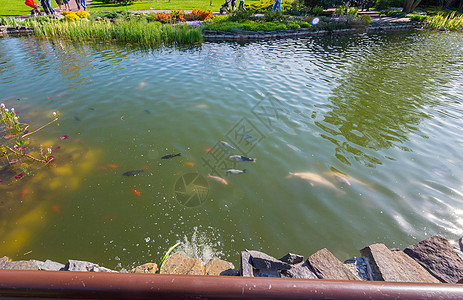橙 黑和粉红鱼 在水池的顶部游图片