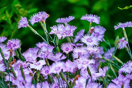 花椰花开着明亮的紫色 许多美丽的花朵图片