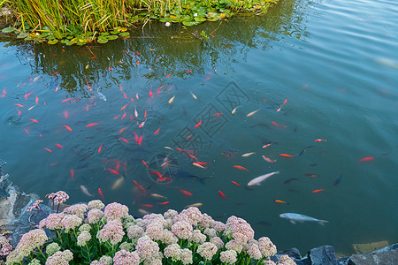 装饰性绿色池塘 有很多多彩小鱼和拉格图片