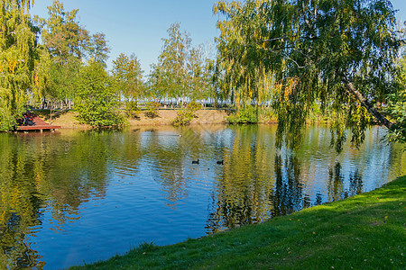 黑鸭漂浮在湖上 水面上有一只斜着的双簧管背景图片