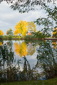 美丽的秋树 有金色的叶子 能照耀在水中图片