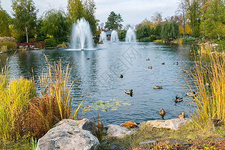 湖上喷泉和鸭子 在美丽的秋天公园图片
