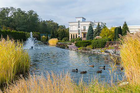 鸭子在清蓝的湖中游泳 背面有喷泉图片