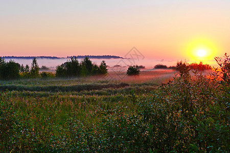清晨绿雾田 在明亮的金色太阳升起的光芒中图片