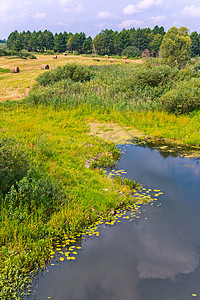 一个小沼泽池 在岸边种植草地和灌木丛 附近有一个带干草的土坪图片