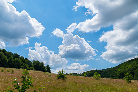 深蓝天空有白云 低生长过度的草地多产了鲜花和草药 自然界美丽的夏日风景图片