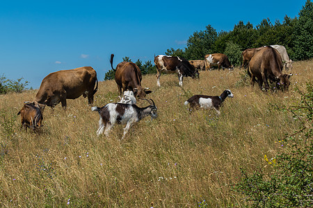 饲养奶山羊和奶牛的家畜在斜坡上放牧 树旁有干草 与蓝天相对立图片