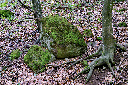 一张童话般的画像 其形式是一棵树 有绿色马匹 旁边躺着一块苔榈石图片