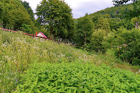 乡村的绿色自然景象 房子上盖着有管子的偷窥屋顶图片
