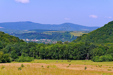 在一个小山村的背景下 牛群在靠近高高绿树的草原上放牧背景图片
