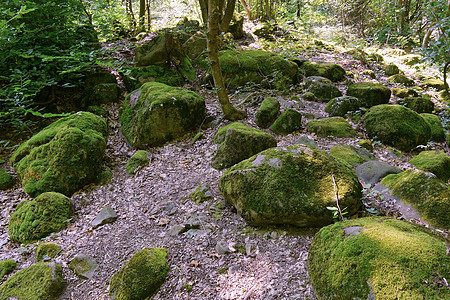 森林树木下的绿苔岩覆盖大石块巨石堆图片