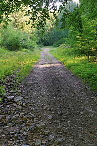 森林绿草之间一条岩石状的山地道路图片
