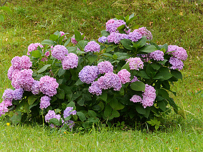 在草坪中间的Hydrangea灌木上 粉色和紫色花朵的弥漫图片