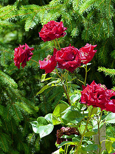 博尔多沃的彩色玫瑰花朵 带刺状的花根 发出美妙的香味图片