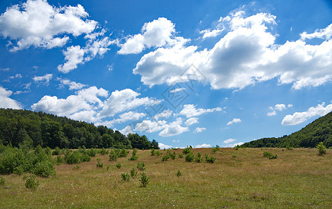 大草原 上面有干草和绿小树丛 在蓝天下图片