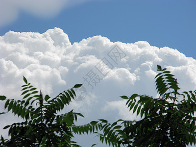 在颤抖的绿树叶背景上 云彩的白色白面纱图片