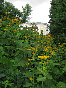 在房子附近的公园开花高峰期的 heliopsis 的高黄色花朵图片