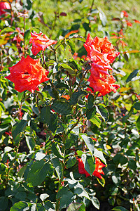 一片壮丽的灌木丛中 红玫瑰花红 在高绿色根茎和脊椎上图片