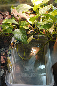 一只小蛇 有绿色黄色的肤色 黑斑慢慢从植物的绿叶上爬出来 (笑声)背景图片