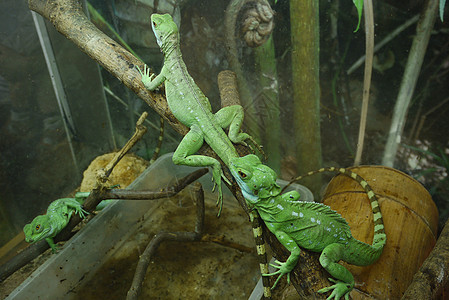 绿色的蜥蜴沿着树干爬行 它们被埋在树上 美丽的爬行动物 尾巴是条纹的图片