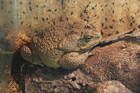 一只又大又肥又卑鄙的青蛙 在皮条中骄傲地坐在岩石上背景图片