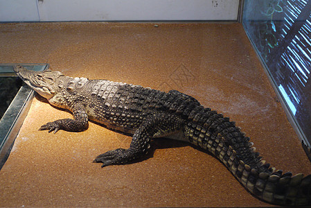 动物园玻璃后面的一只可怕而危险的大鳄鱼图片