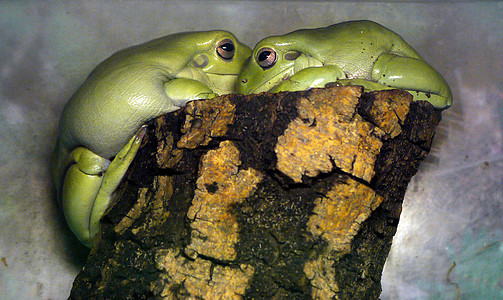 两只绿色的青蛙坐在树桩上图片