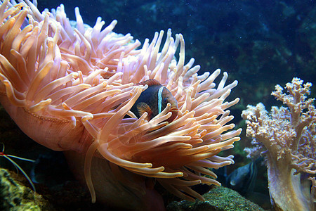 隐藏在珊瑚厚岩中 的巨型水族馆鱼类图片