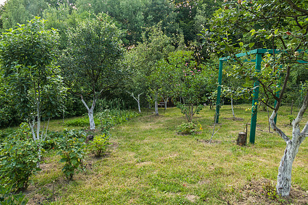 绿色果树生长在灌木丛和修剪整齐的草坪之间的花园中 周围风景秀丽图片