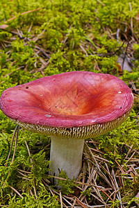 一大块粉红帽 熟熟的生奶 在厚厚白色的长尾塔上 在树林中的苔之间图片