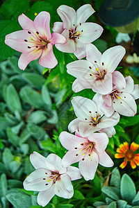 七朵美丽的白百合花开花图片