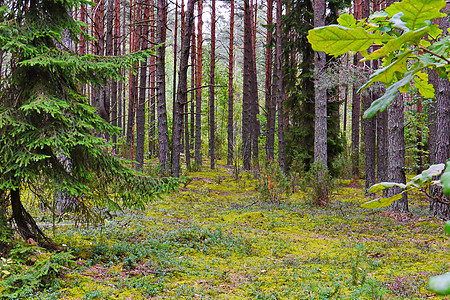 美丽的自然 在松树林中 一片绿毯子 青苔在树木之间铺满了泥土背景图片