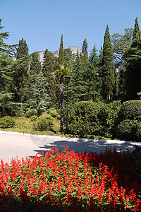 在大山背景的公园地区 花朵中放着红花和绿色的其他绿色空间图片