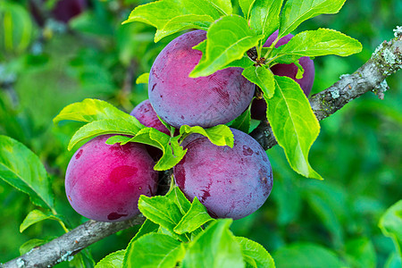 几个紫粉梅子浆果 令人难以置信的美味和健康的水果图片