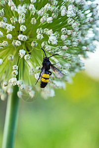 黄蜂坐在美丽的鲜红白花上 高绿色的尾巴上图片