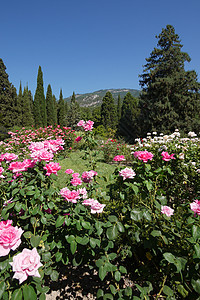 玫瑰种植这朵花在植物园里 种植着白色和粉红色的玫瑰树丛背景
