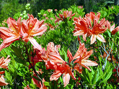 明亮的红百合鲜花 在温暖的阳光下有绿叶子图片