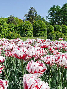 花床 红色和白色的郁金香在绿树修剪的背景中大量红白郁金香图片