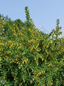 美丽的春天自然 绿枝 青叶和黄色花朵在透明的蓝天背景下繁衍的美丽春光 (笑声)图片