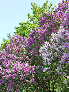 植物园里的紫色和白色硅树丛图片