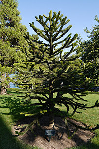 在植物园里 有一棵很有意思的阿劳卡里亚树图片
