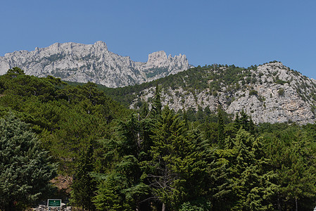 蓝天空下深厚的绿树 在高陡峭山脉背景之下顶峰云杉旅游环境山坡地平线风景野生动物爬坡旅行图片