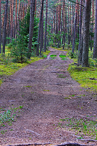 一条宽阔的通道 在森林之角中间 环绕着高高美丽的树丛辉光环境太阳微光季节耀斑蓝色叶子天气木头图片