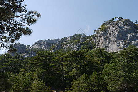 蓝天下大红树 在草地覆盖的山岳背景之下山坡山腰全景公园云杉爬坡旅游旅行风景树木图片